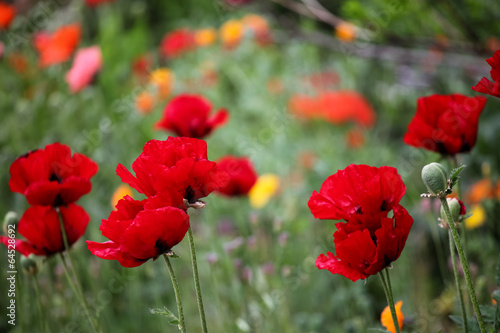 Poppies in the field