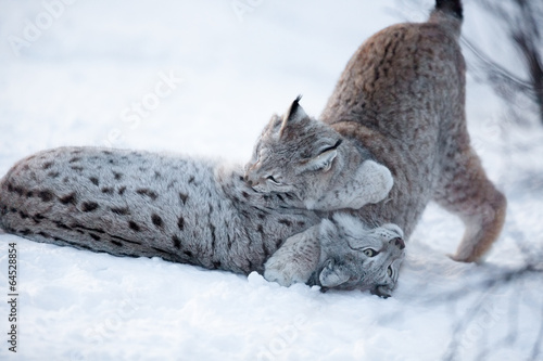Canvas Print Two lynx playing in the snow