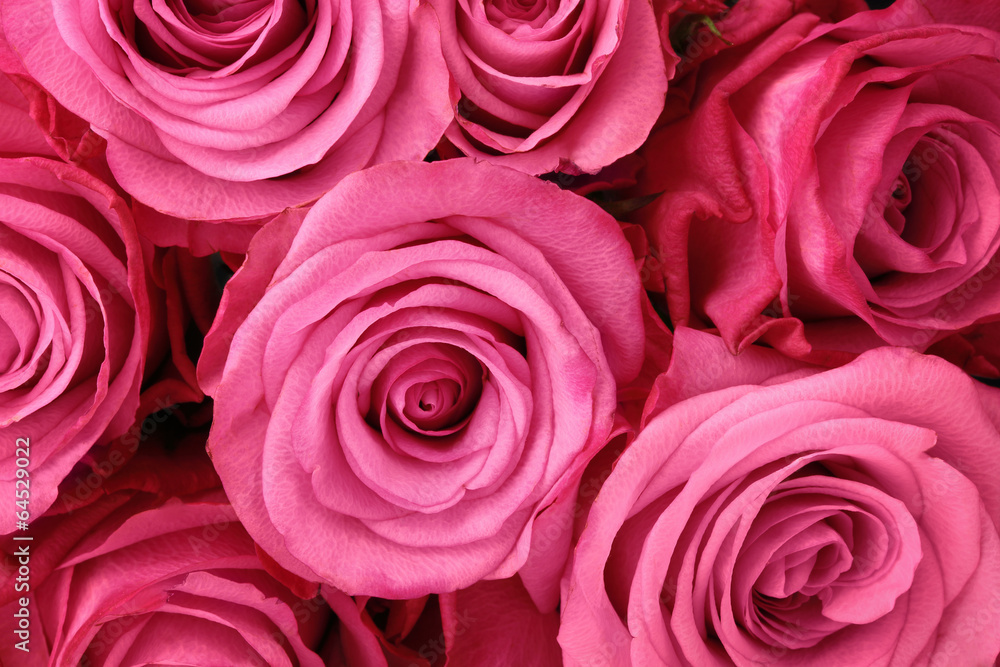 Naklejka premium pink roses
