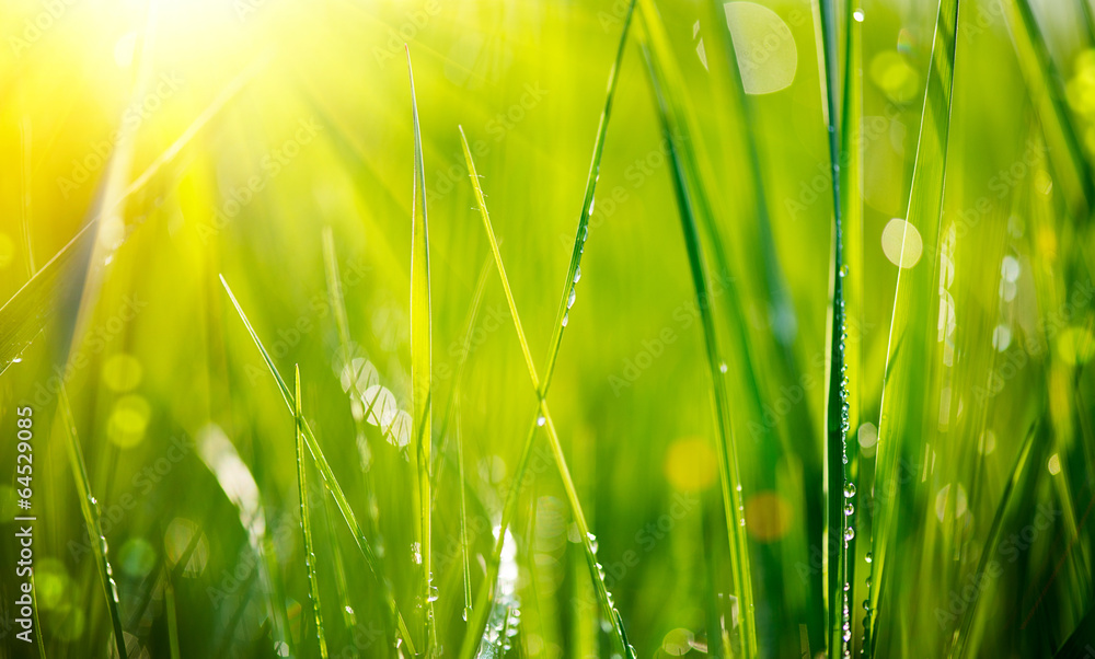 Obraz premium Świeża zielona trawa z rosa kropel zbliżeniem. Miękkie ogniskowanie