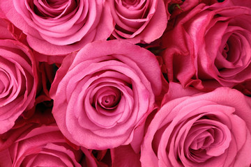 Poster Rozen Roze rozen delicate bloesems  © powerstock