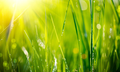 Fresh green grass with dew drops closeup. Soft Focus