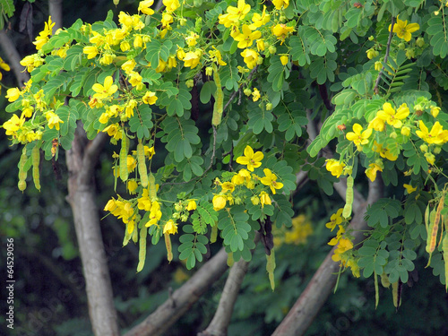 Fotografía Cassia fistula