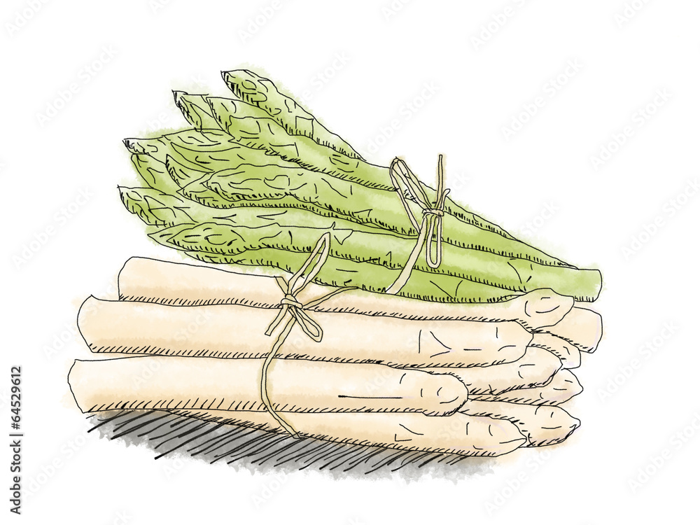 Spargel Zeichnung Stock Illustration | Adobe Stock