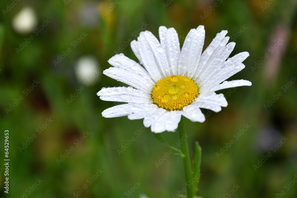 Obraz premium The Oxeye Daisy