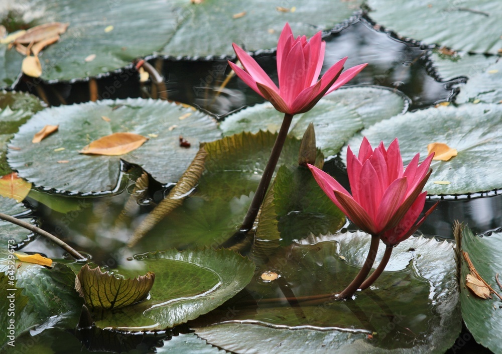 pink lotus blooming in the tropical garden pink lotus blooming in the tropical garden