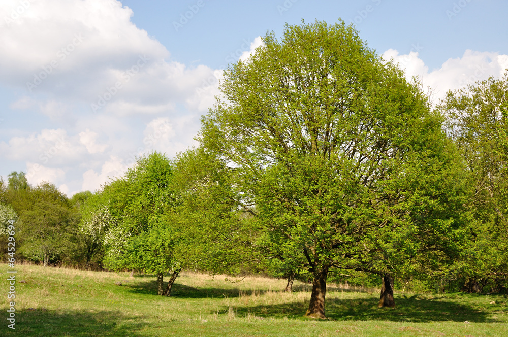 Hullerbusch Hullerbusch