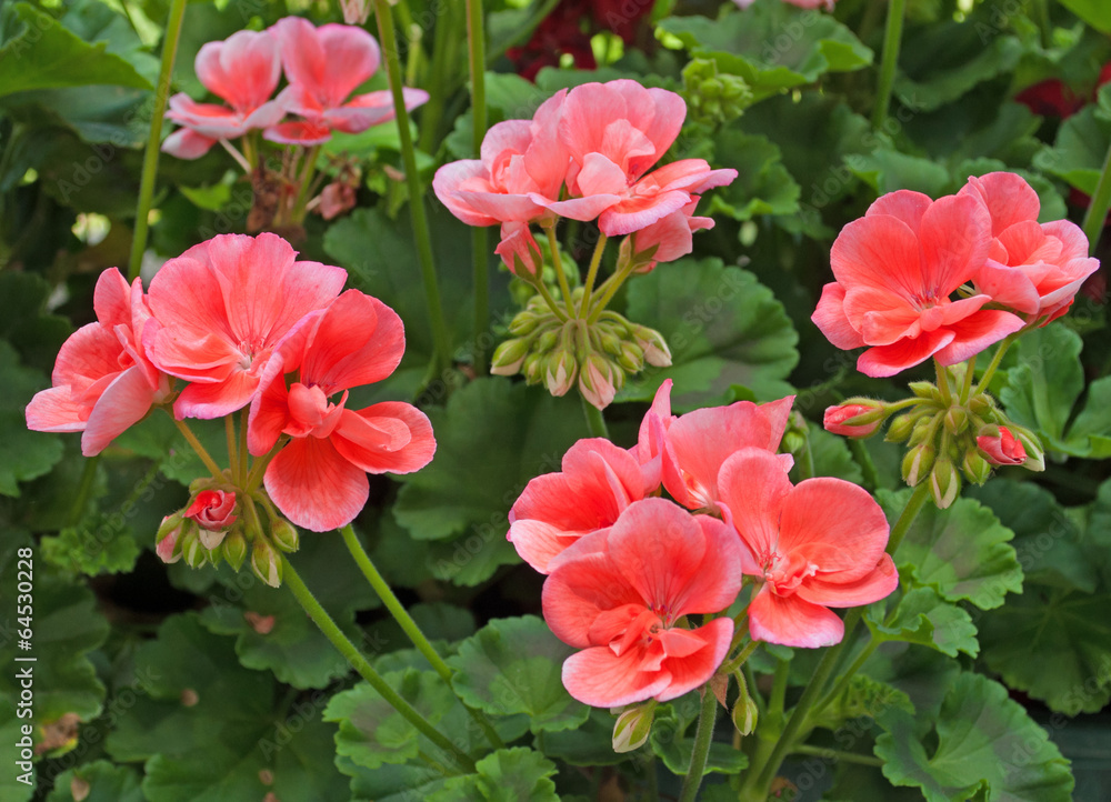 Obraz premium Pelargonie - Pelargonium
