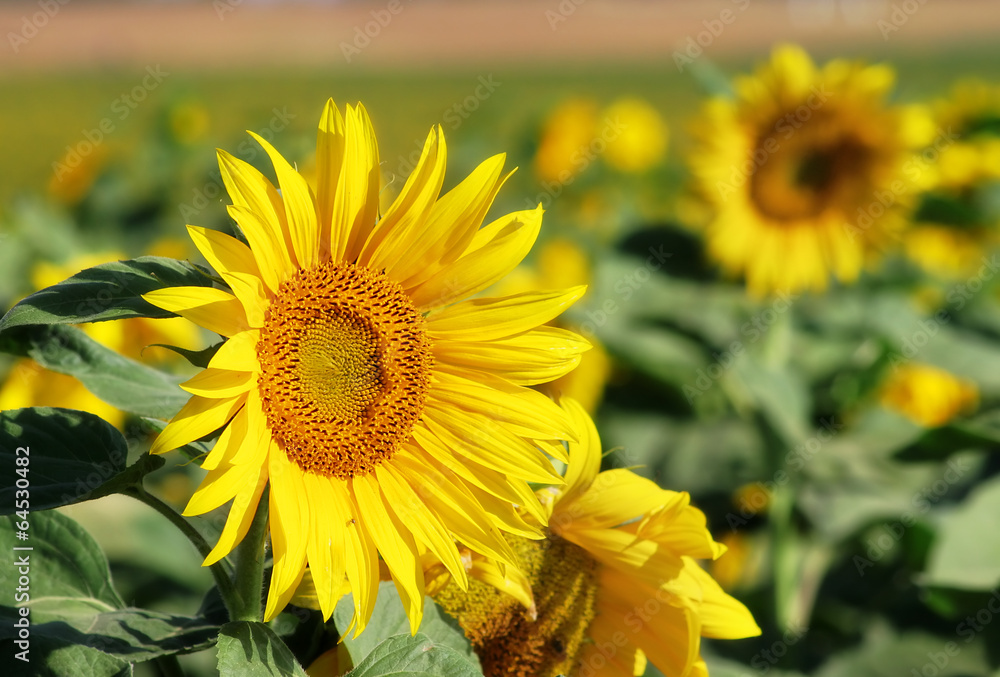 Sunflowers on the field. Sunflowers on the field.