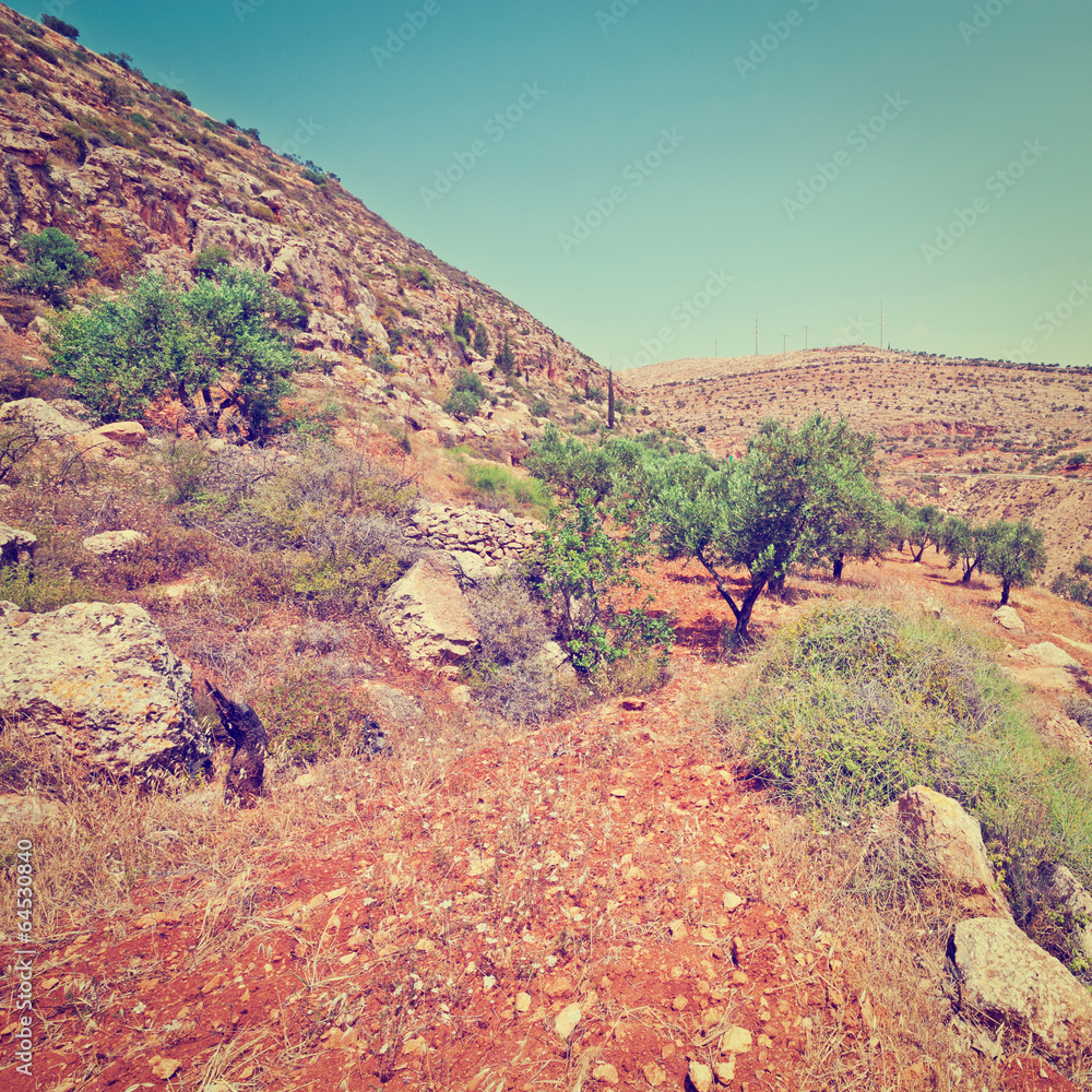 Naklejka premium Olive Grove