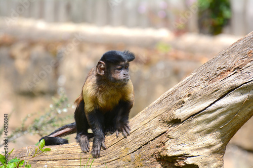 Photography singe zoo de vincennes