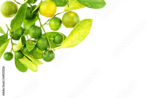 Group of green calamondin and leaf isolated