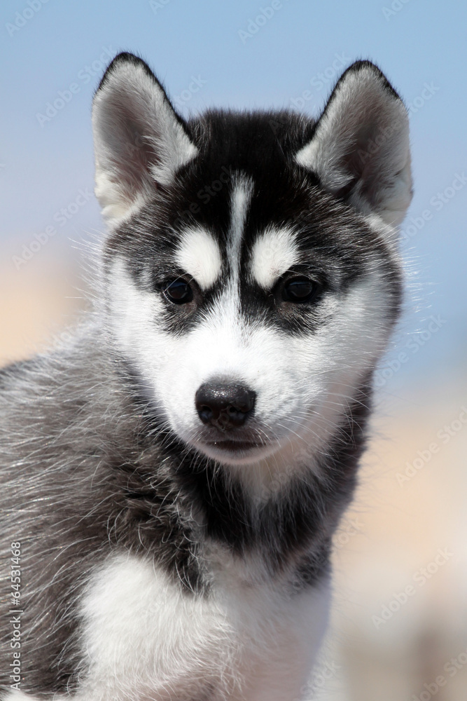 Husky