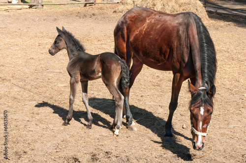 horse and a foal standing