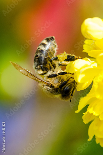 Biene an Blüte (mit Pollen) © Photogrevy