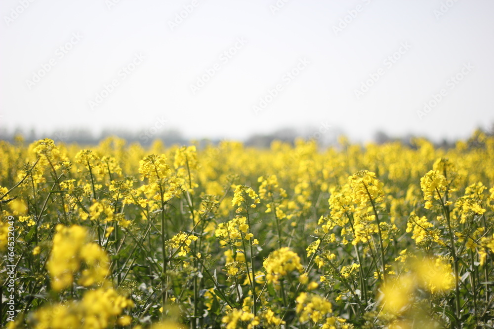 Rapeseed horizon panoramic image Rapeseed horizon panoramic image