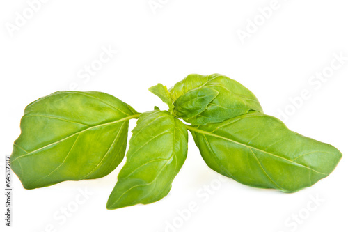 green leaf of basil