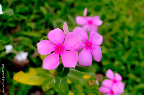 purple flower