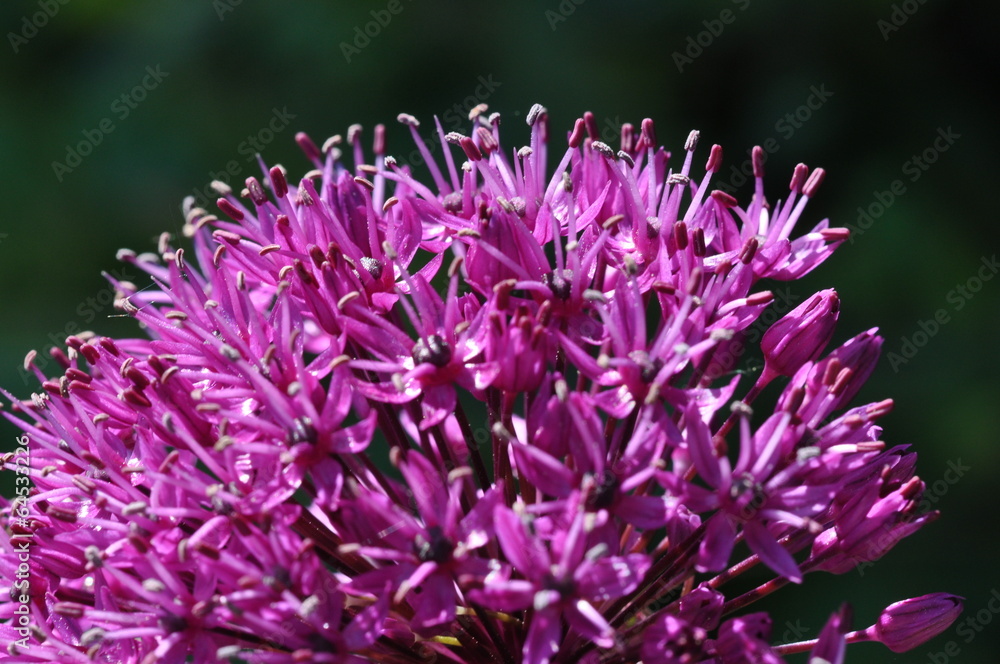 Zierlauch - Allium aflatuense Zierlauch - Allium aflatuense