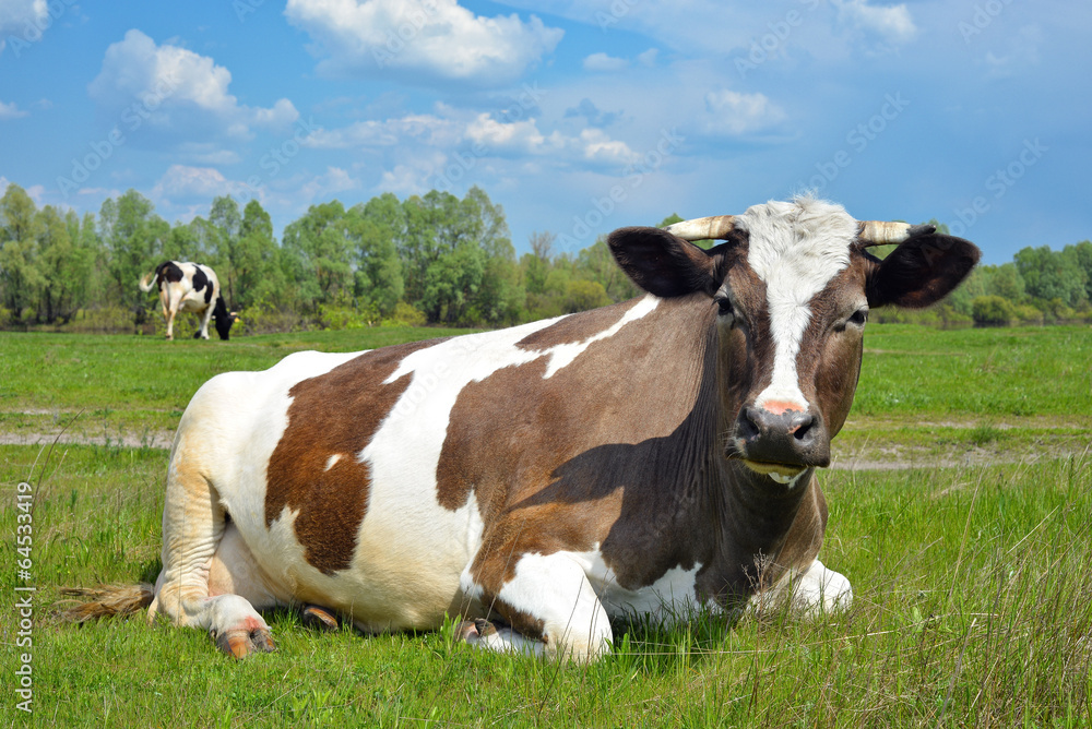 Cows on a spring pasture, Kyiv region