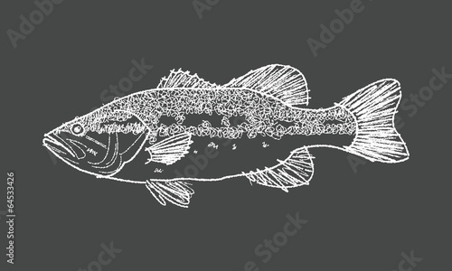Bass fish sketch