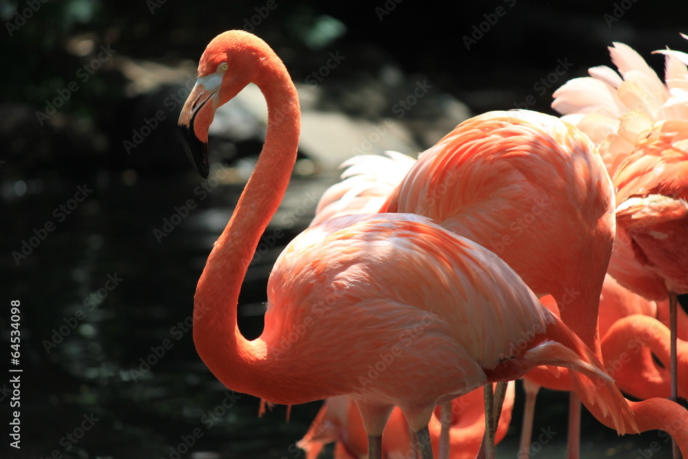 Obraz premium フラミンゴ