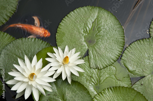 Goldfish in Lotus pond
