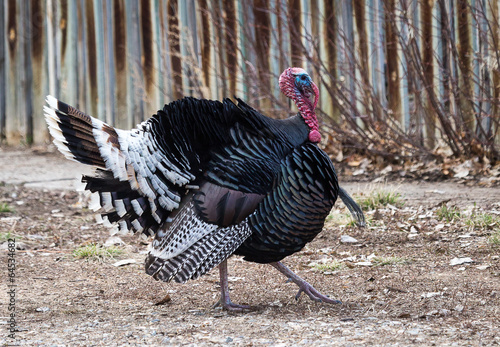 Strutting Turkey