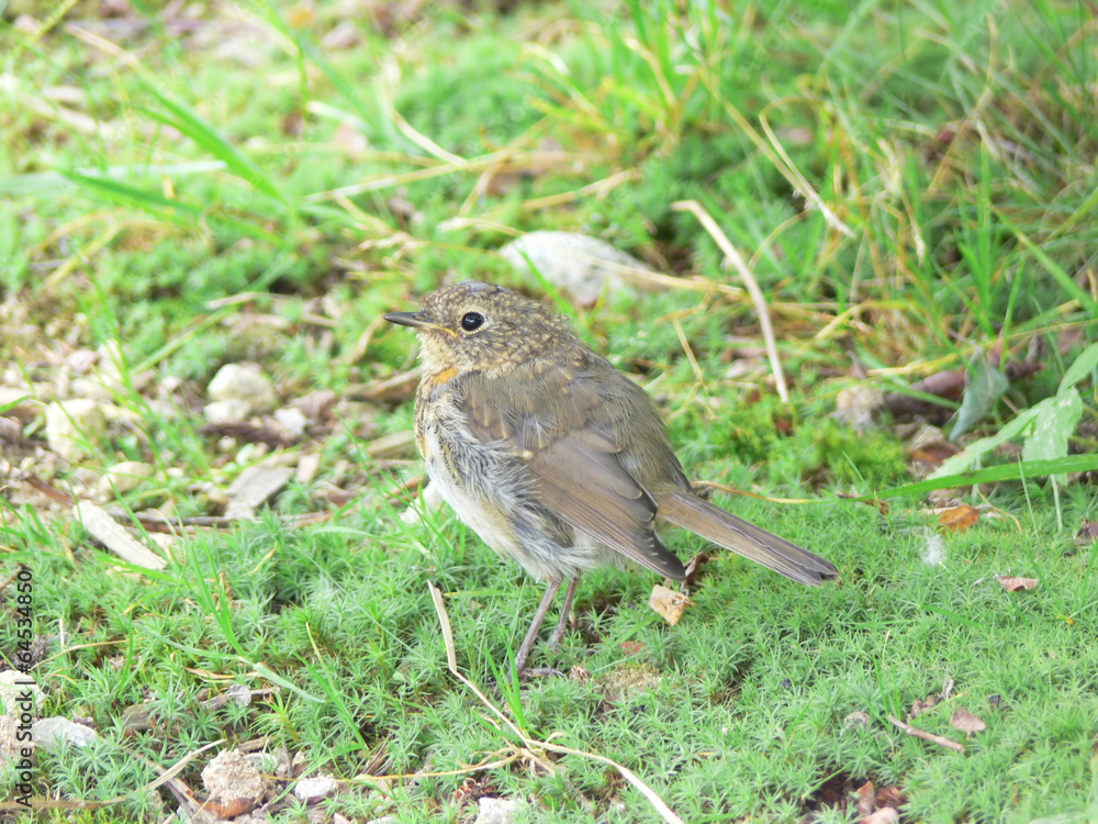 Erithacus rubecula Erithacus rubecula