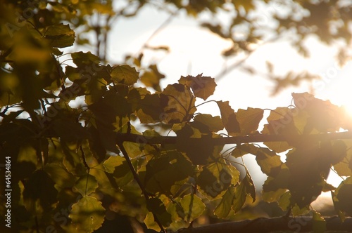 Pappelblätter im Sonnenlicht