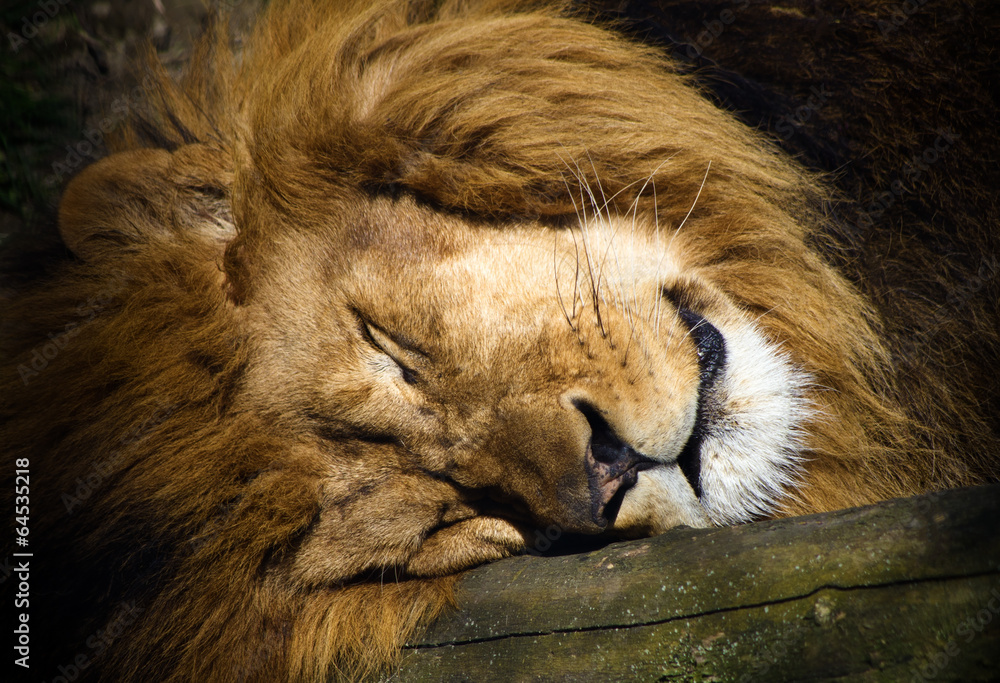 Naklejka premium Sleeping lion