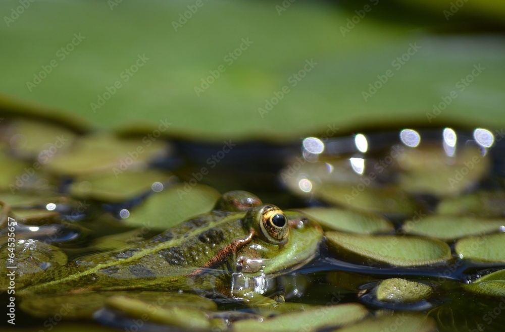 Fototapeta premium Frosch