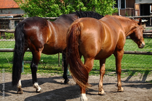 Pferde auf dem Reiterhof
