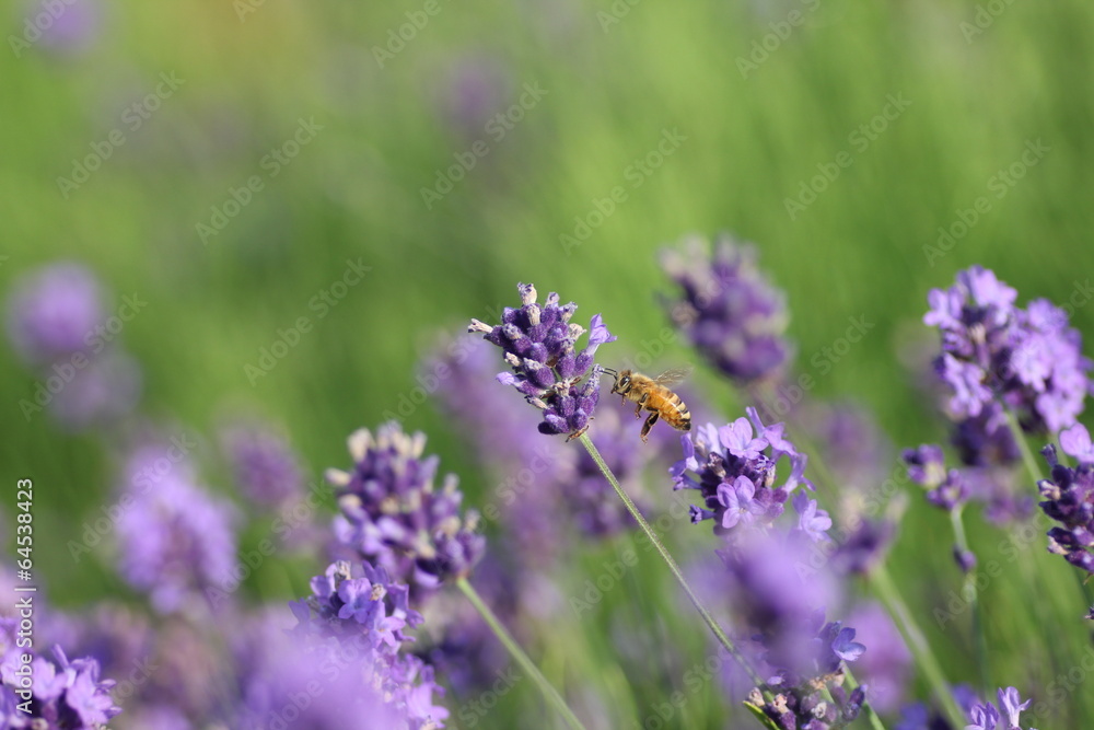 ラベンダーと蜜蜂