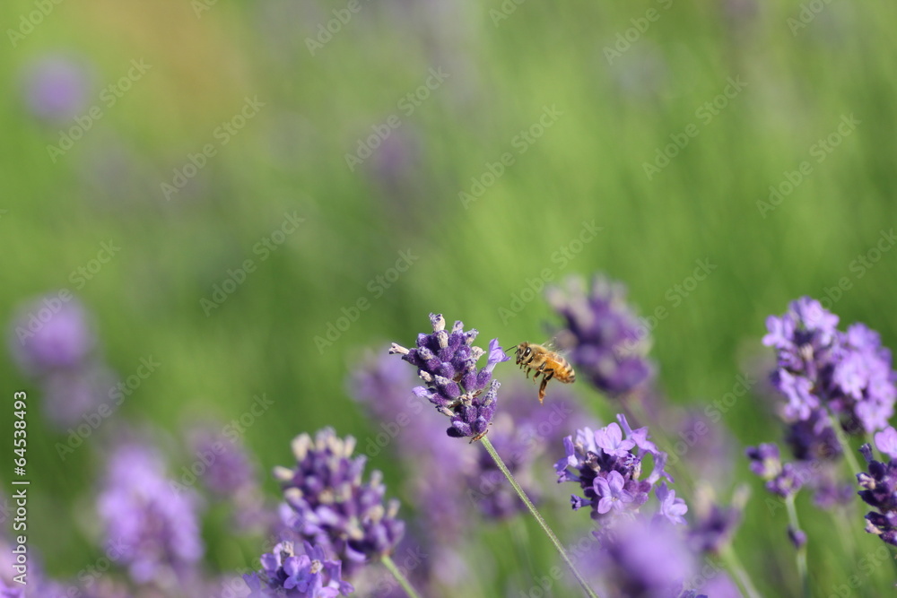 ラベンダーと蜜蜂 ラベンダーと蜜蜂