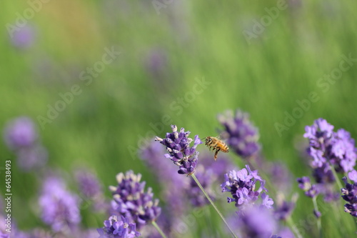 ラベンダーと蜜蜂 © KJ07