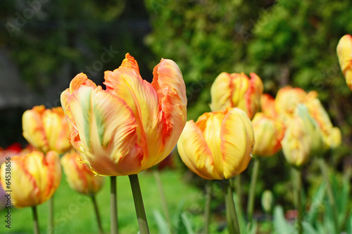 Yellow parrot tulip closeup #64538656