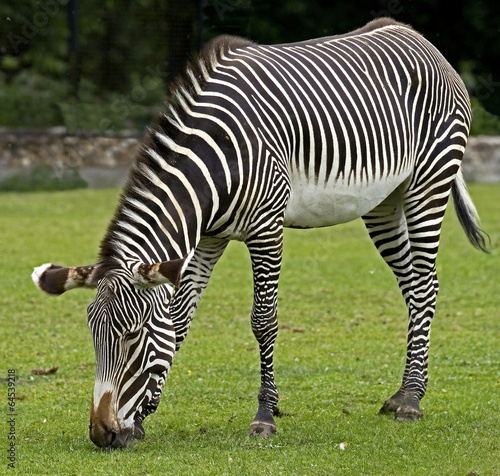 Grevy s zebra