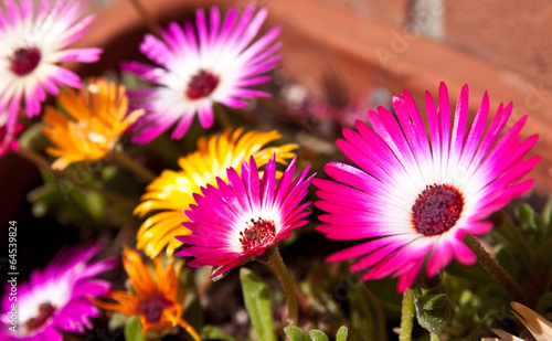 Mittagsblumen photo