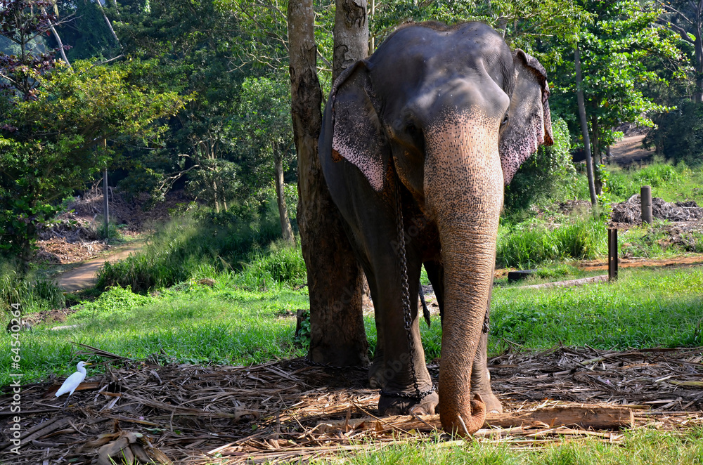 Obraz premium Elephant in Pinnawala orphanage in Sri Lanka