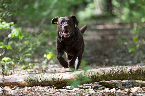 Labrador Retriever springt über einen Baumstamm