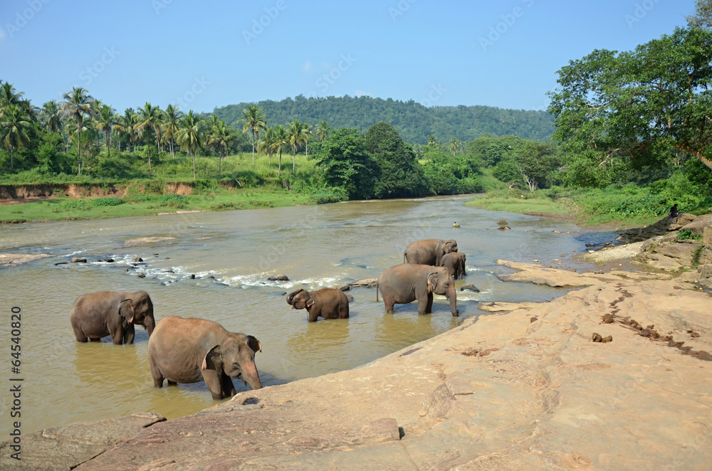 Elephants bathing in the river Ma Oya in Sri Lanka Pinnawala Elephants bathing in the river Ma Oya in Sri Lanka Pinnawala