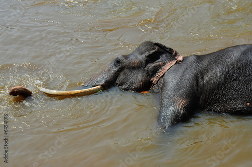 Big and black Elephant bathing in the river Ma Oya in Pinnawala photo
