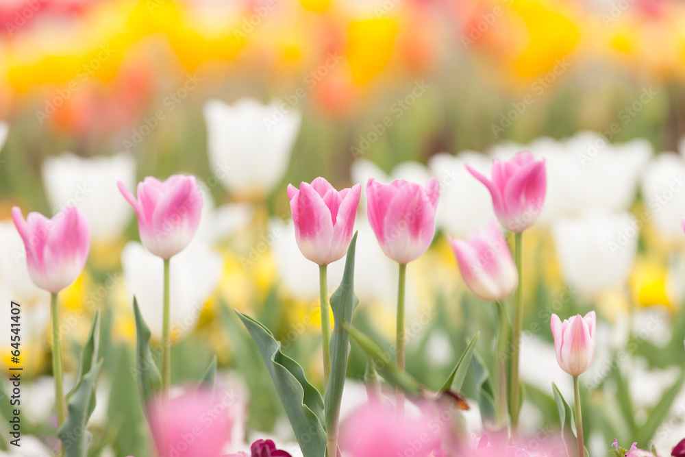 チューリップ畑