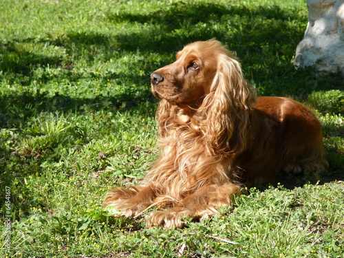 Fototapeta kuchenna cocker spaniel couché
