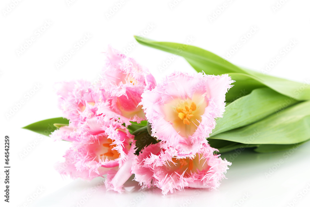 Beautiful tulips isolated on white Beautiful tulips isolated on white