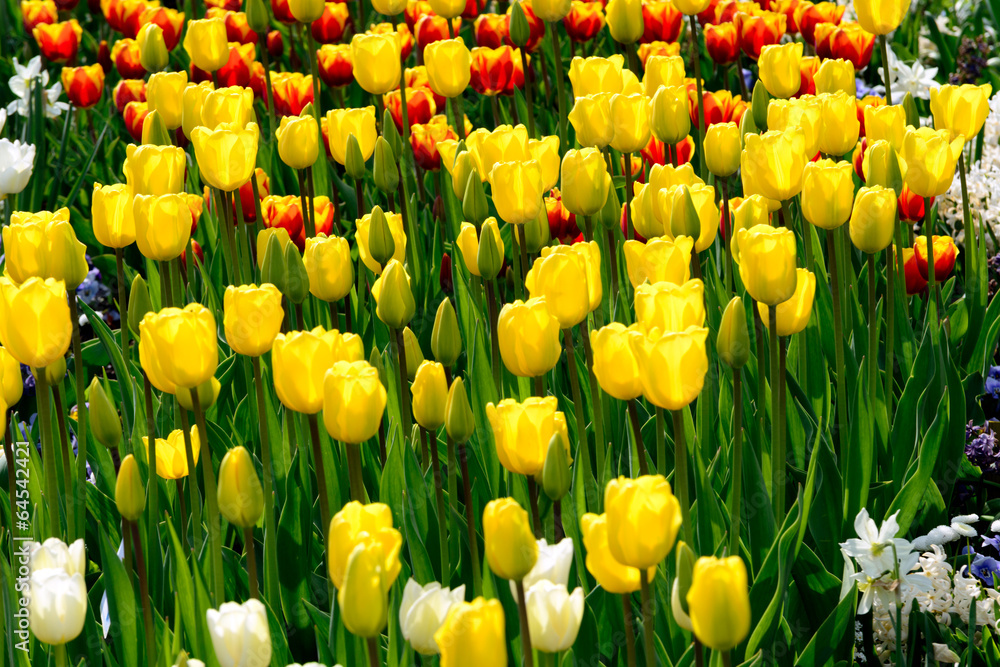 gelbe Tulpen - Tulpenfeld