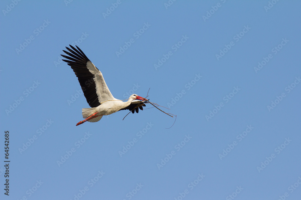 Fototapeta premium Weißstorch im Flug
