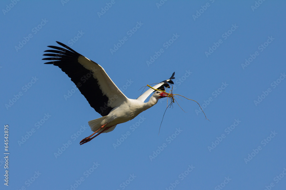 Fototapeta premium Weißstorch im Flug