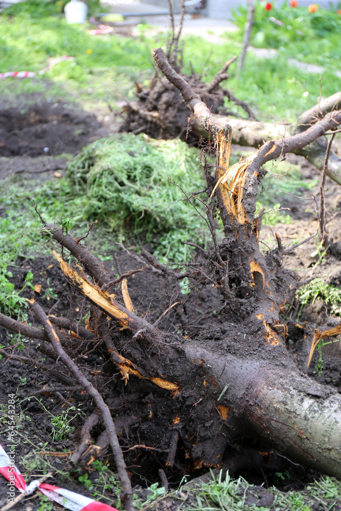 Fallen tree Fallen tree